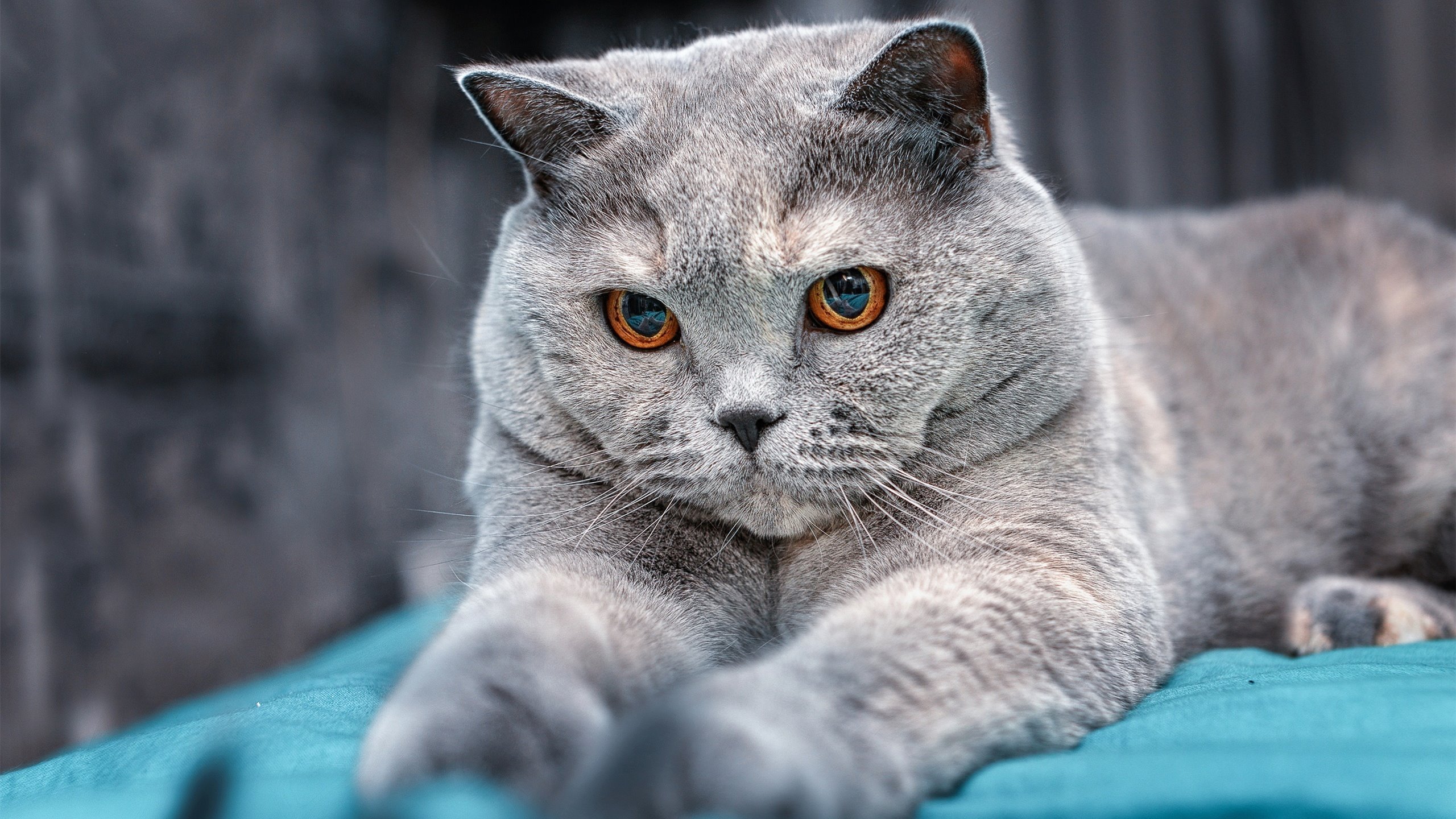 九游网页版官网-“国家队集训营：锻造战斗力，迎接大赛”，国家队训练营