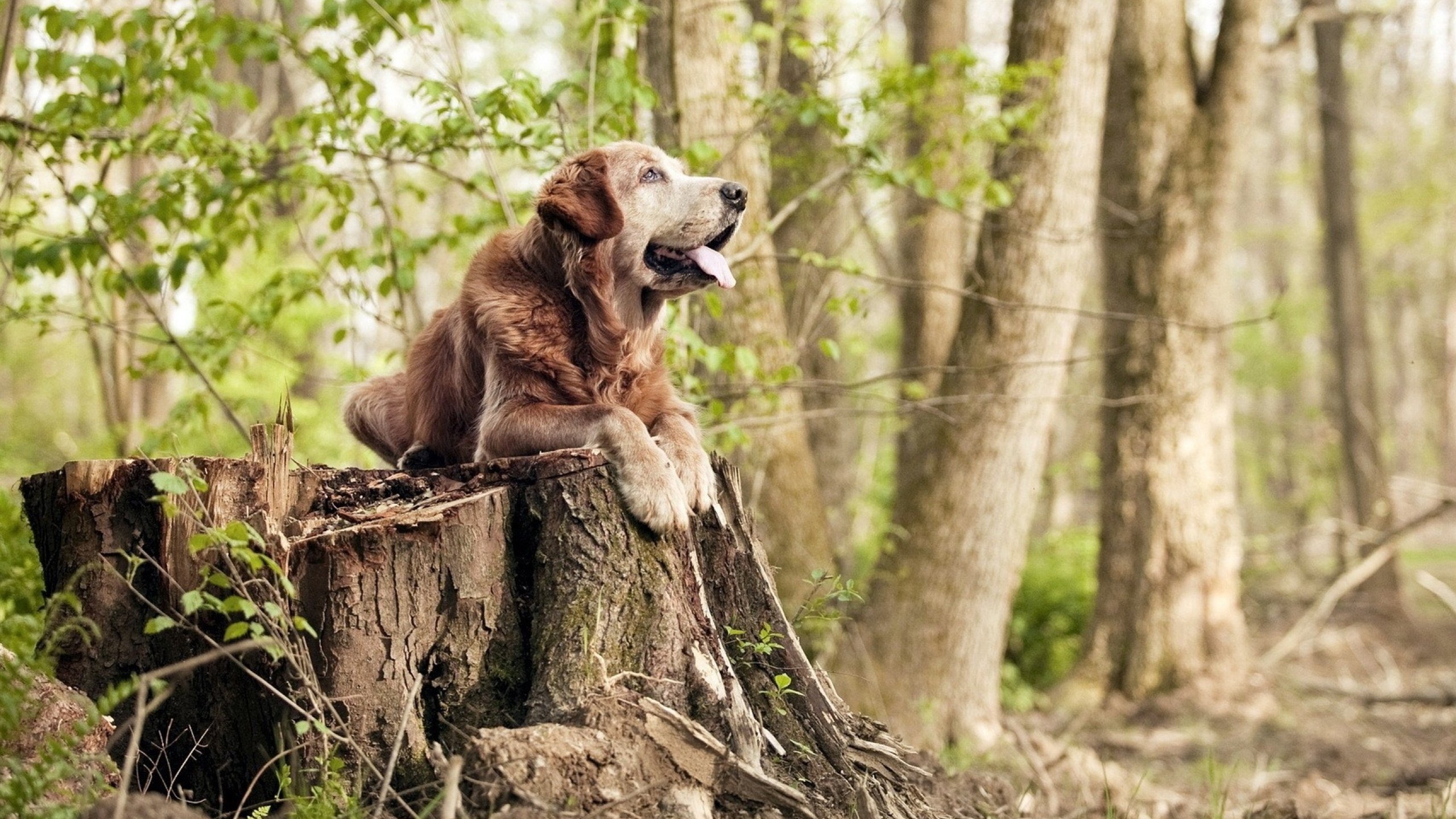 九游网-“场地与战术：多场馆环境对比赛策略的影响深度研究”，比赛场地管理与规划