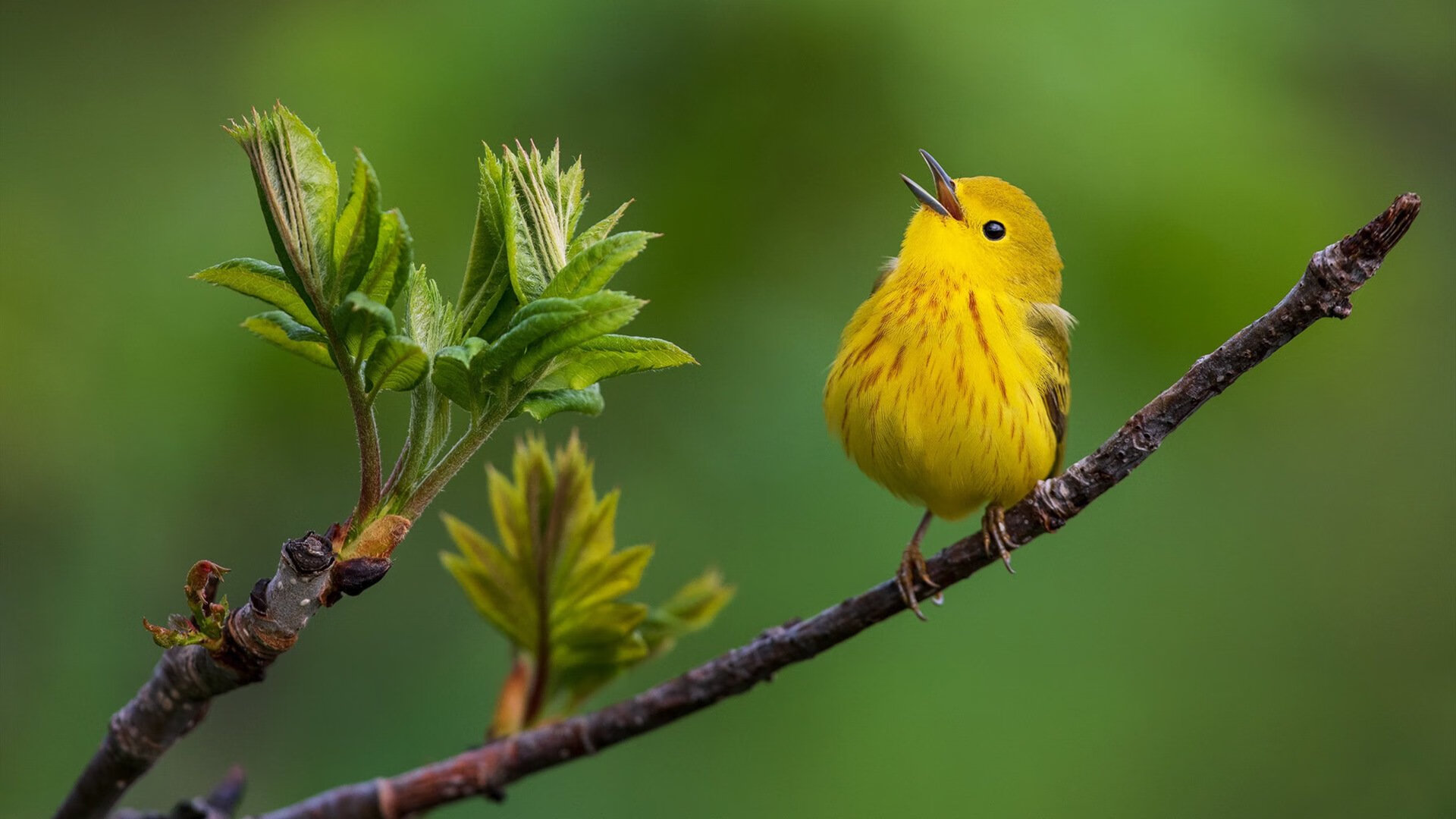 “青春逐梦”青少年篮球公益电影节在北京隆重举办,弘扬体育正能量