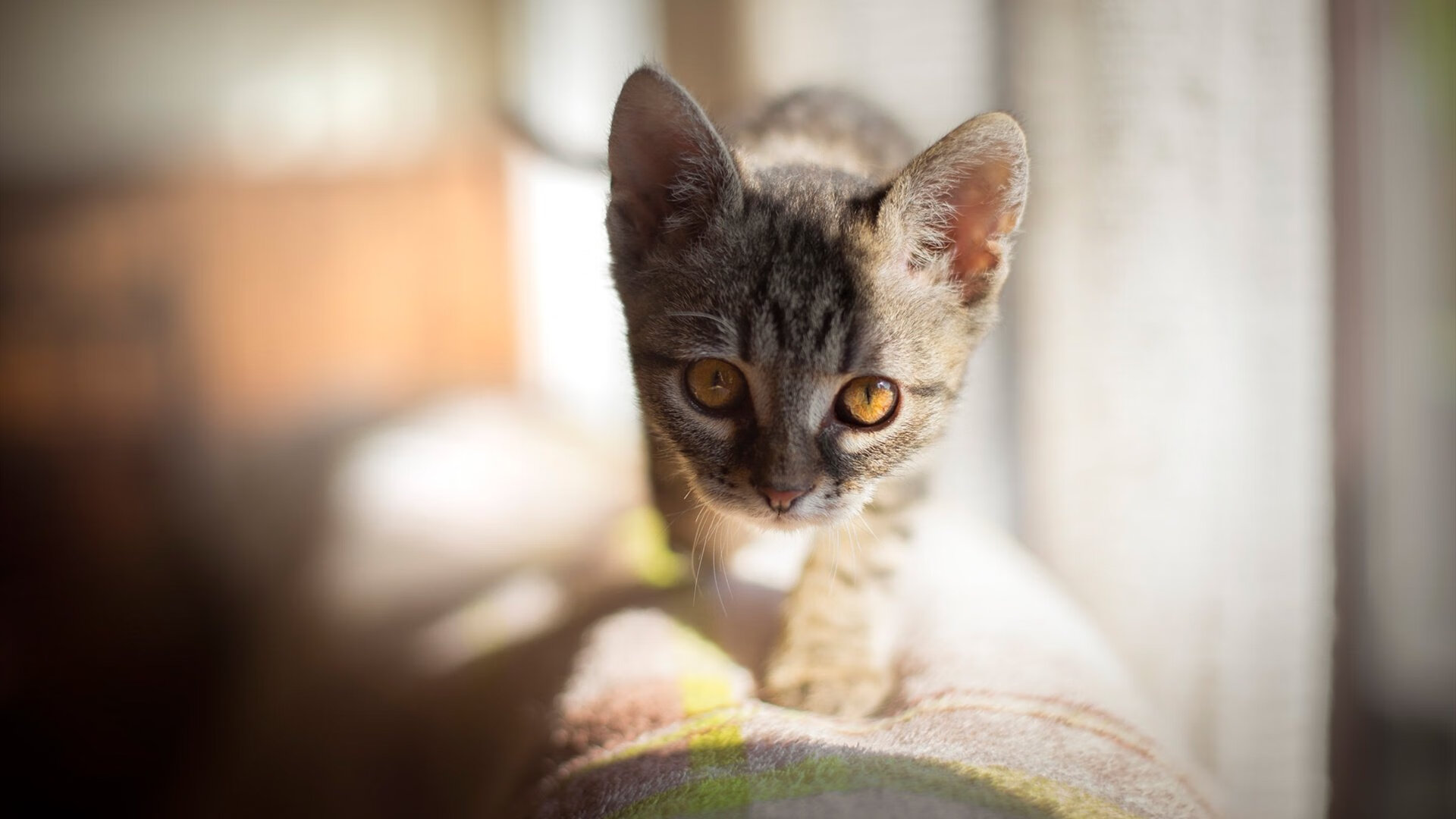 足球战术培训课程纳入体育院校教学体系,足球战术教学与训练因素