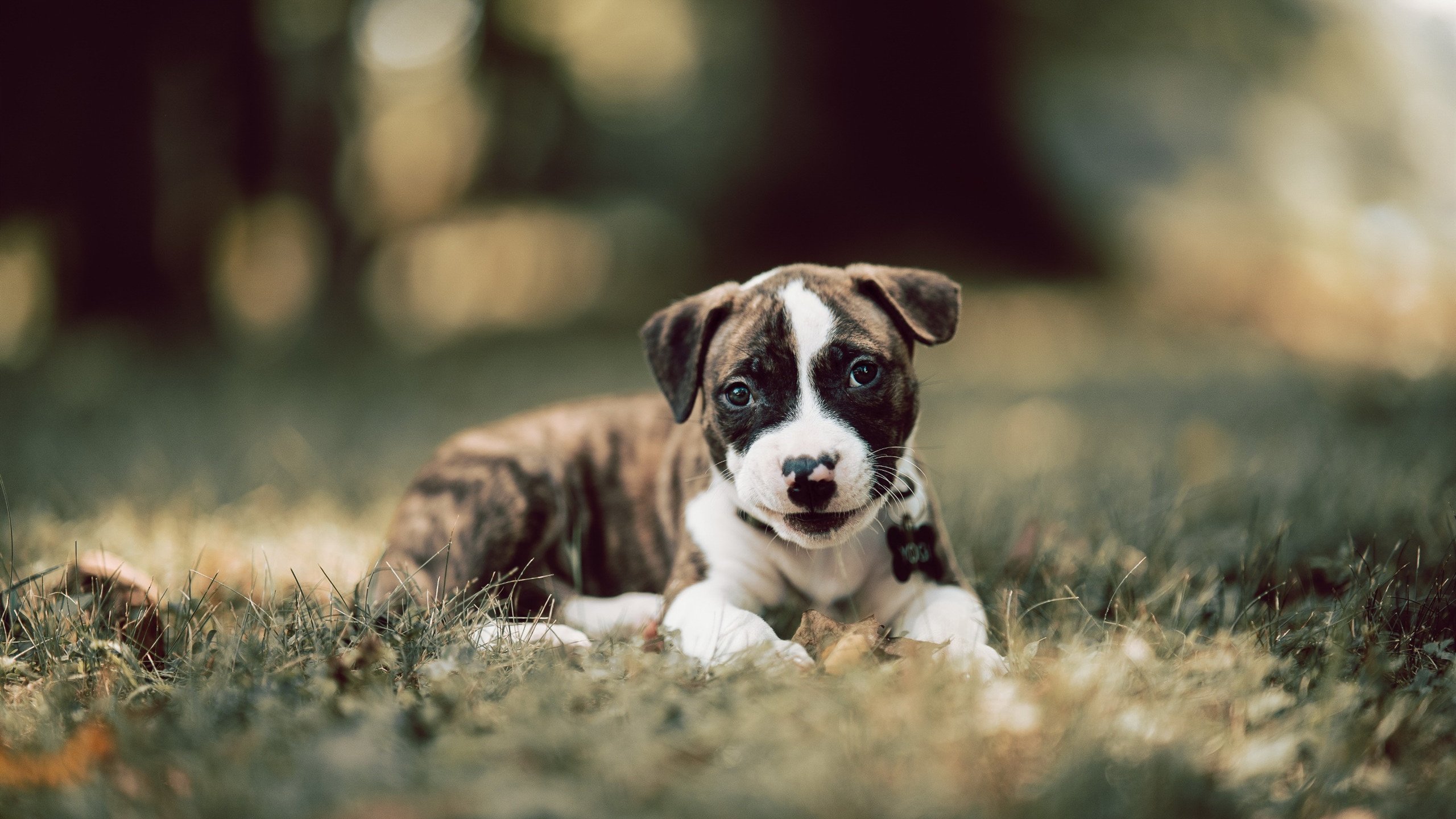 阿根廷骑手路易斯·佩德罗·比拉本在美国奥卡拉大奖赛中夺冠,展现出色骑术。