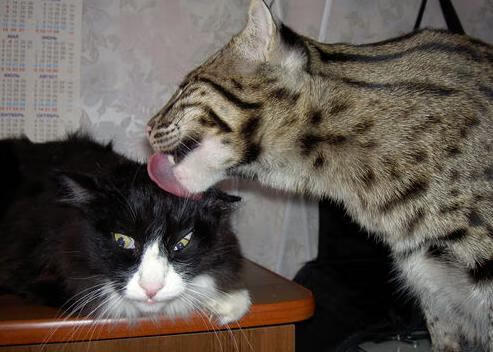 塞维利亚主场2-1战胜巴萨，德比战取胜，塞维利亚vs巴萨国王杯