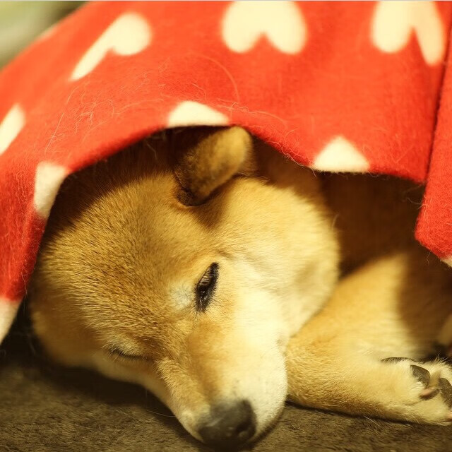 川崎前锋球员获月度最佳，川崎前锋实力