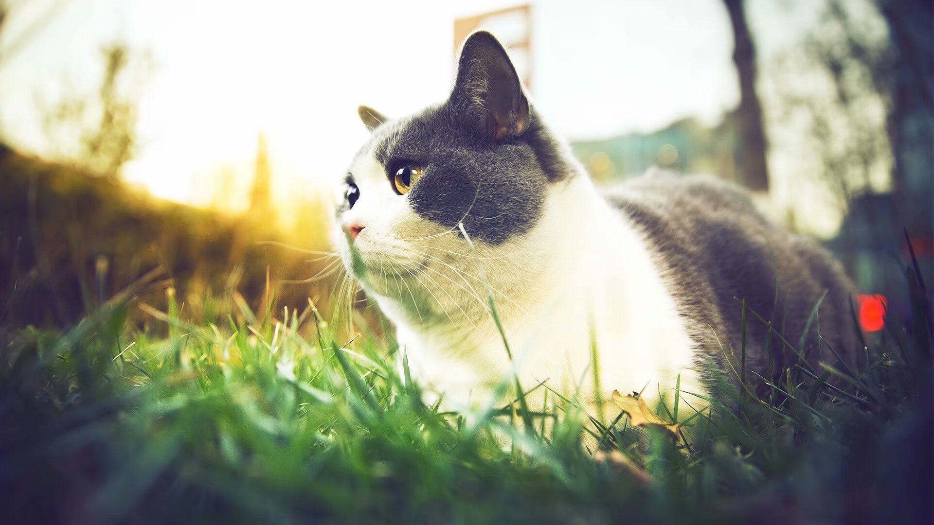 尼斯主场连败,球队陷入连败泥潭,尼斯足球俱乐部主场