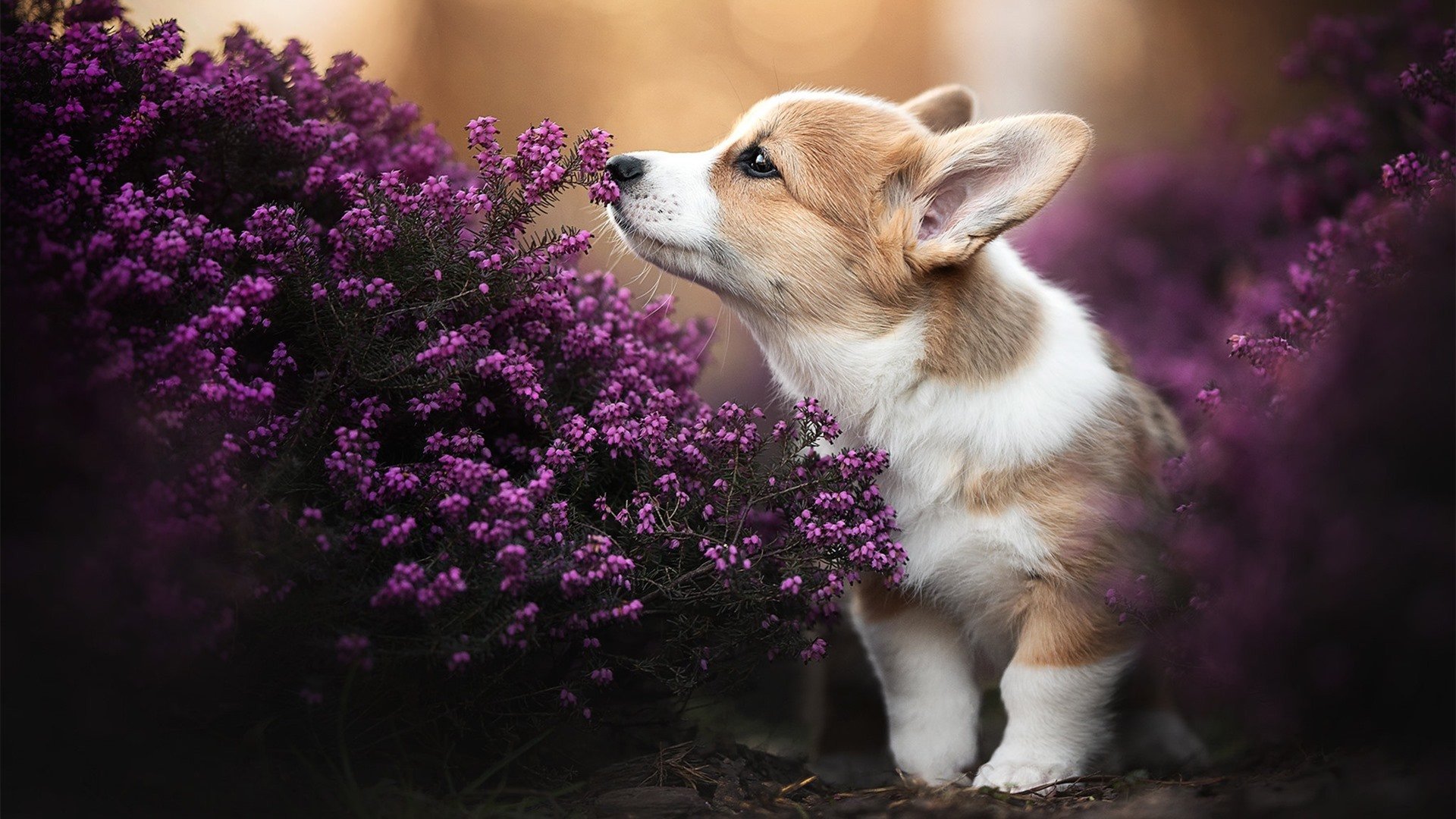 广东宏远防守端表现稳固，广东宏远篮球战术