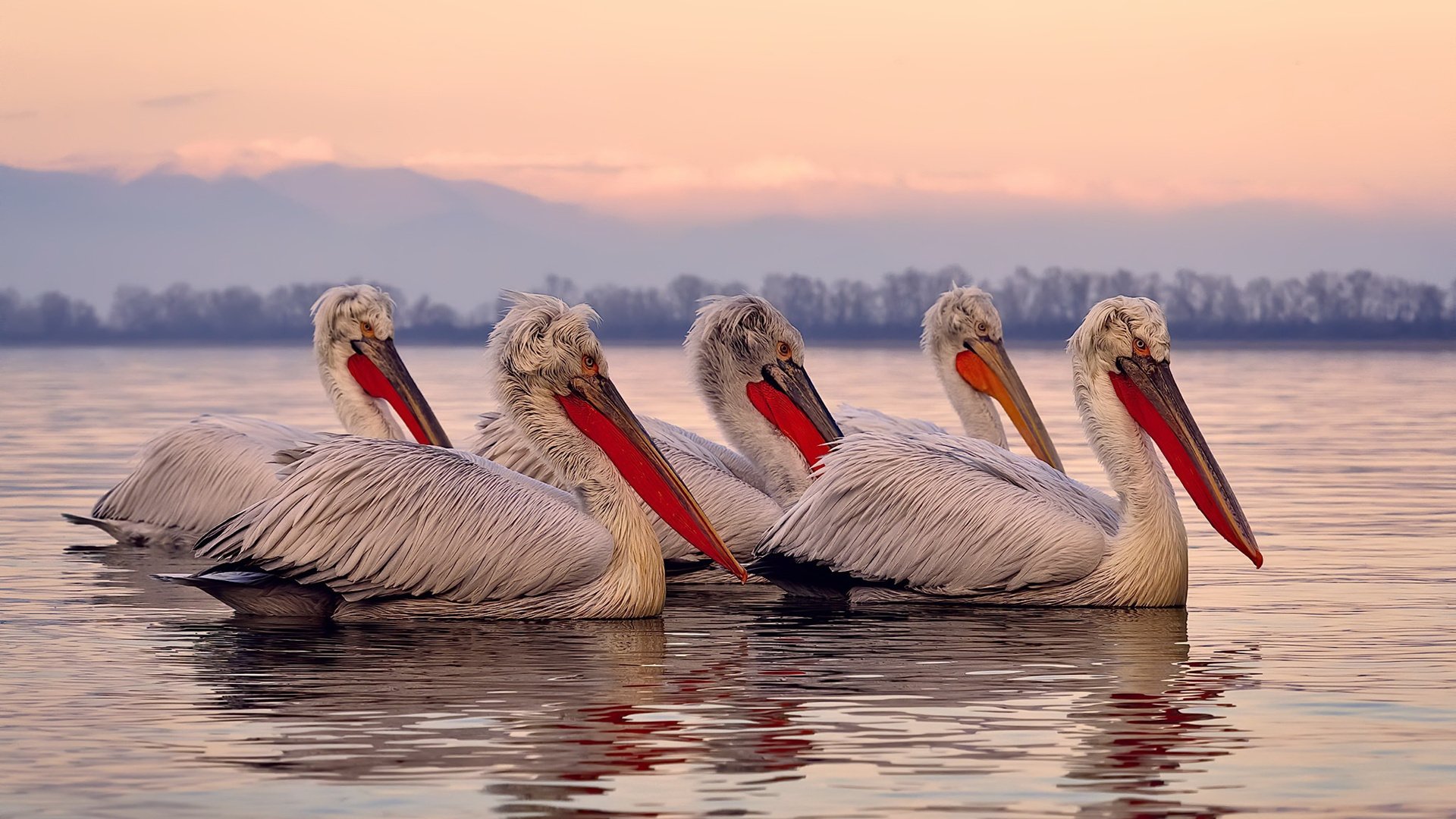 意大利队实现背靠背欧洲杯正赛入场券,意大利欧洲杯出线