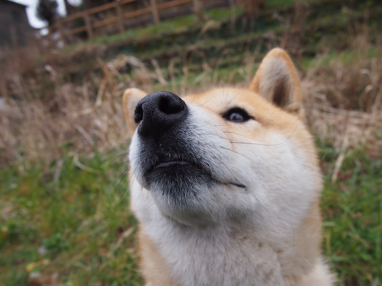 意大利在欧洲杯预选赛中2-1击败克罗地亚,锁定小组第一。,意大利队欧洲杯预选赛成绩