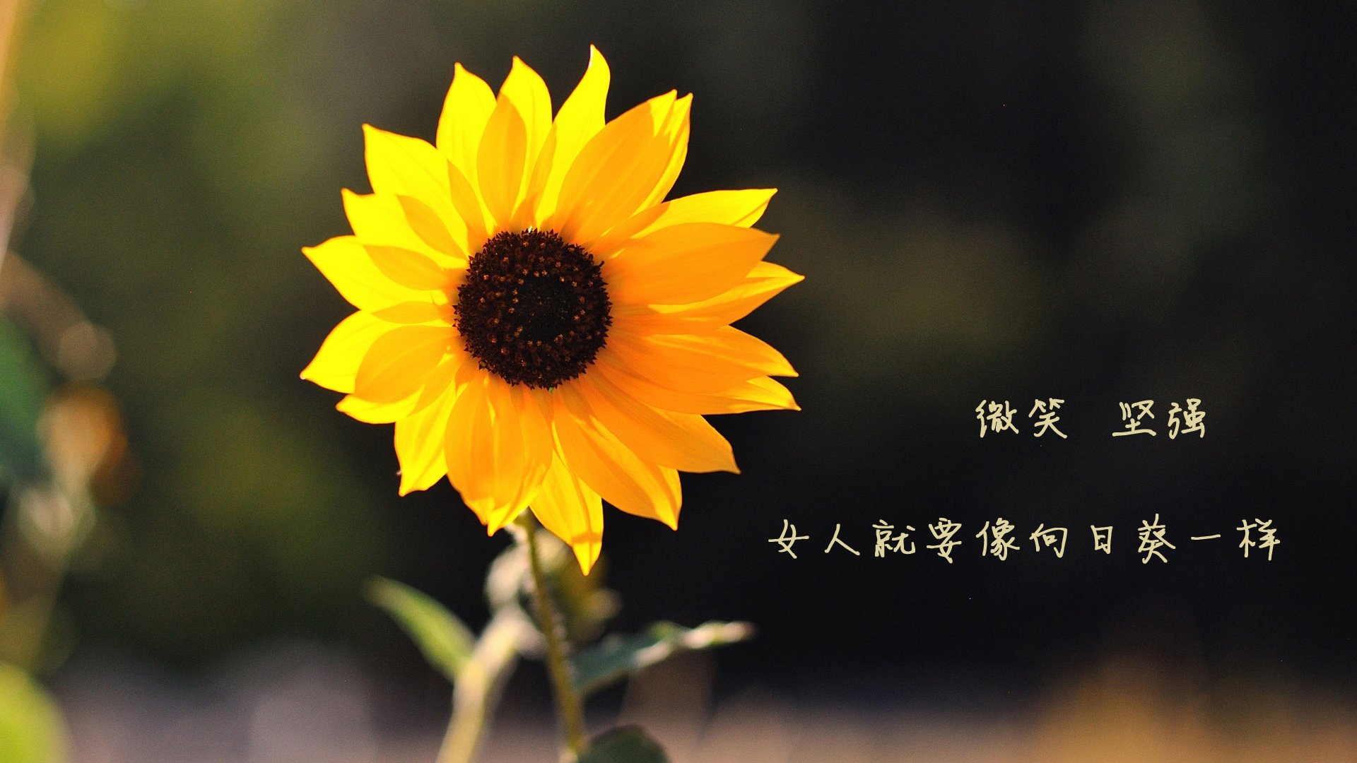 Jiu You-意大利队击败北马其顿，晋级欧冠赛，意大利杯 欧冠