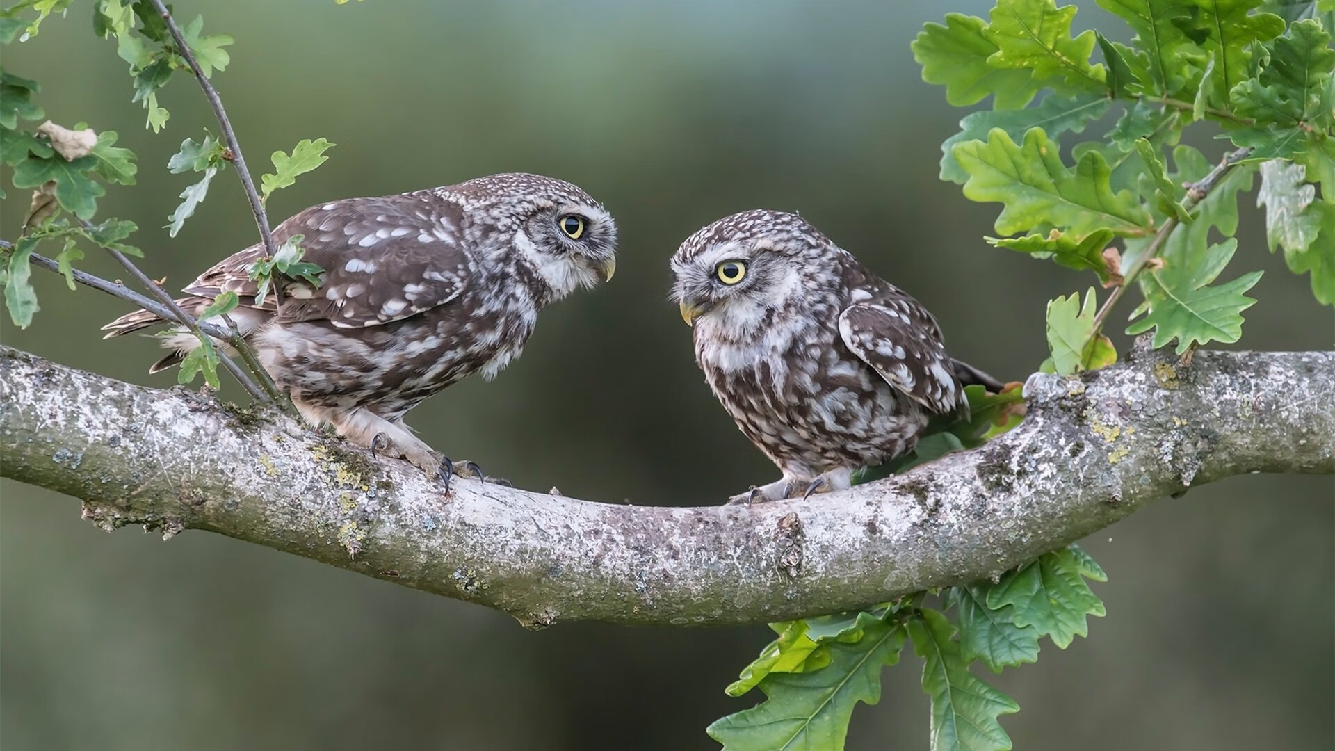 毕尔巴鄂竞技客场2-1战胜瓦伦西亚,收获关键三分,毕尔巴鄂竞技队