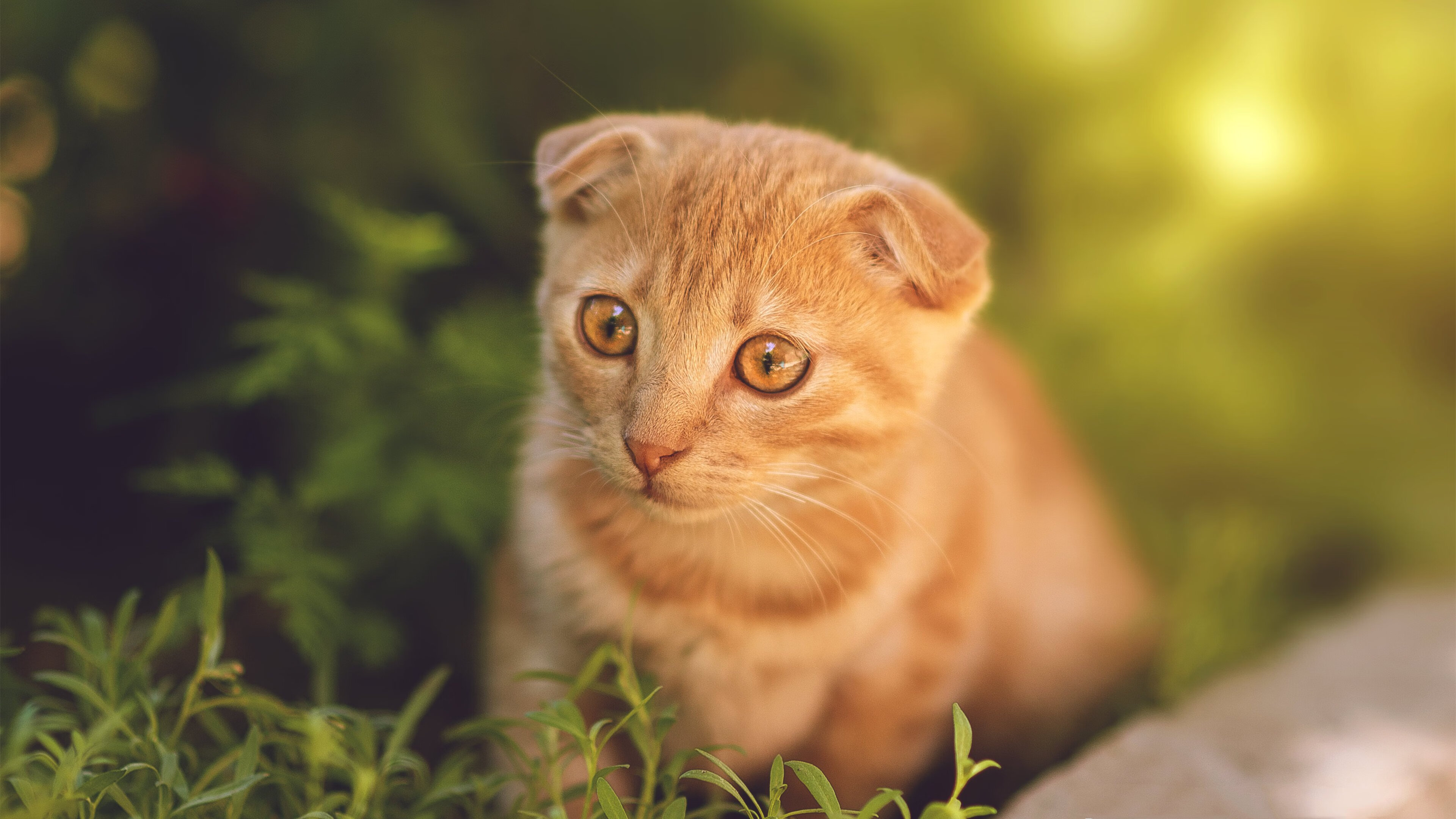 九游登录入口-琉球黄金国王季后赛冲刺态势良好，琉球王国官制