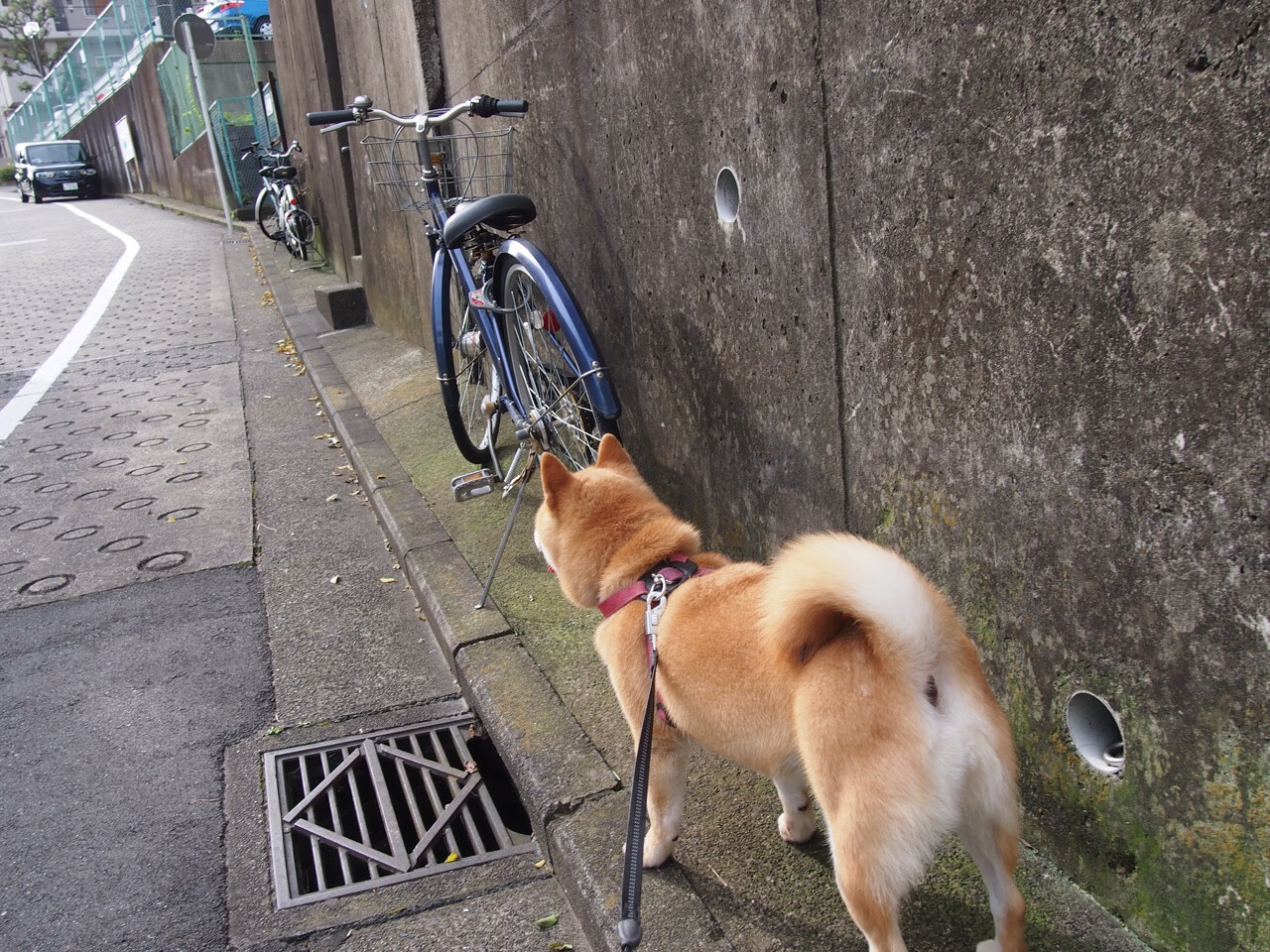 中国篮球职业联赛球队战术体系创新案例分析，篮球战术分析系统