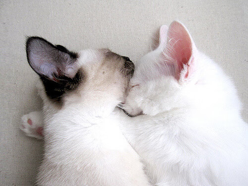 CBA外援依赖是否压缩本土后备空间,cba外援到位情况