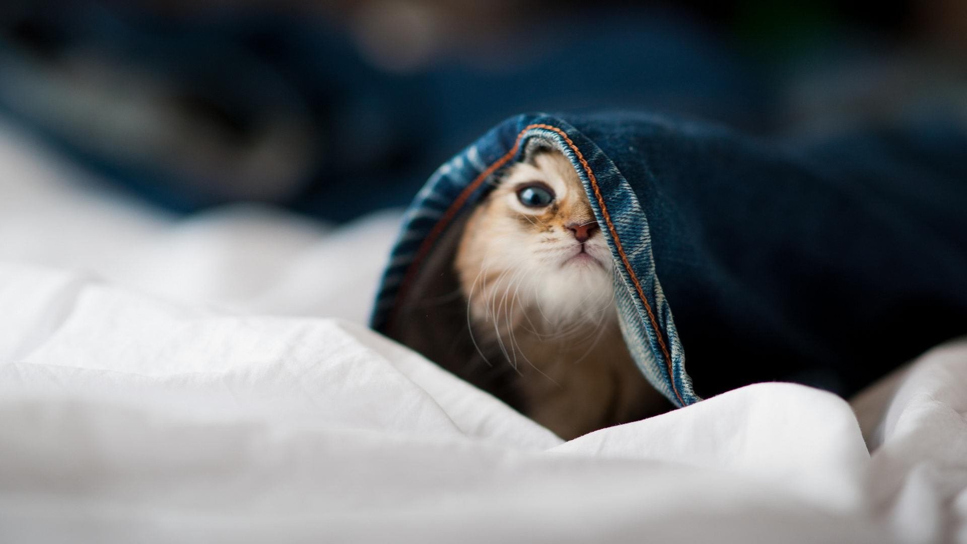 职业拳击新人王争霸赛上演精彩对决,拳击拳王争霸赛