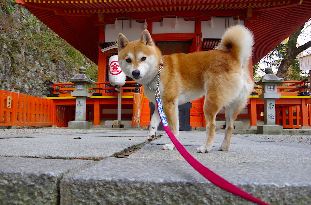 职业联赛长期缺乏焦点城市德比运营策略,城市德比是什么意思