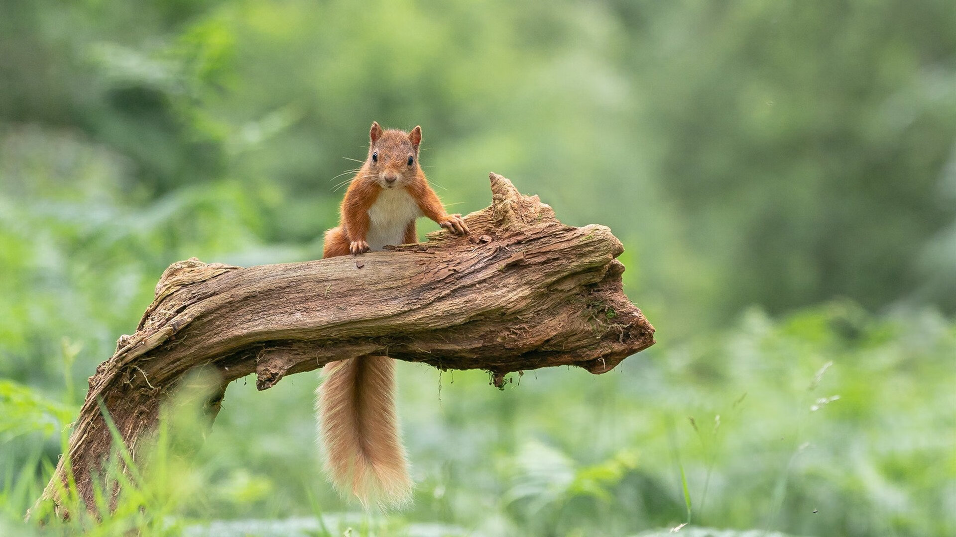 九游网页版官网-“尼古拉斯·桑特基的精准脚法与组织能力，成就阿根廷美洲狮队的战术深度”