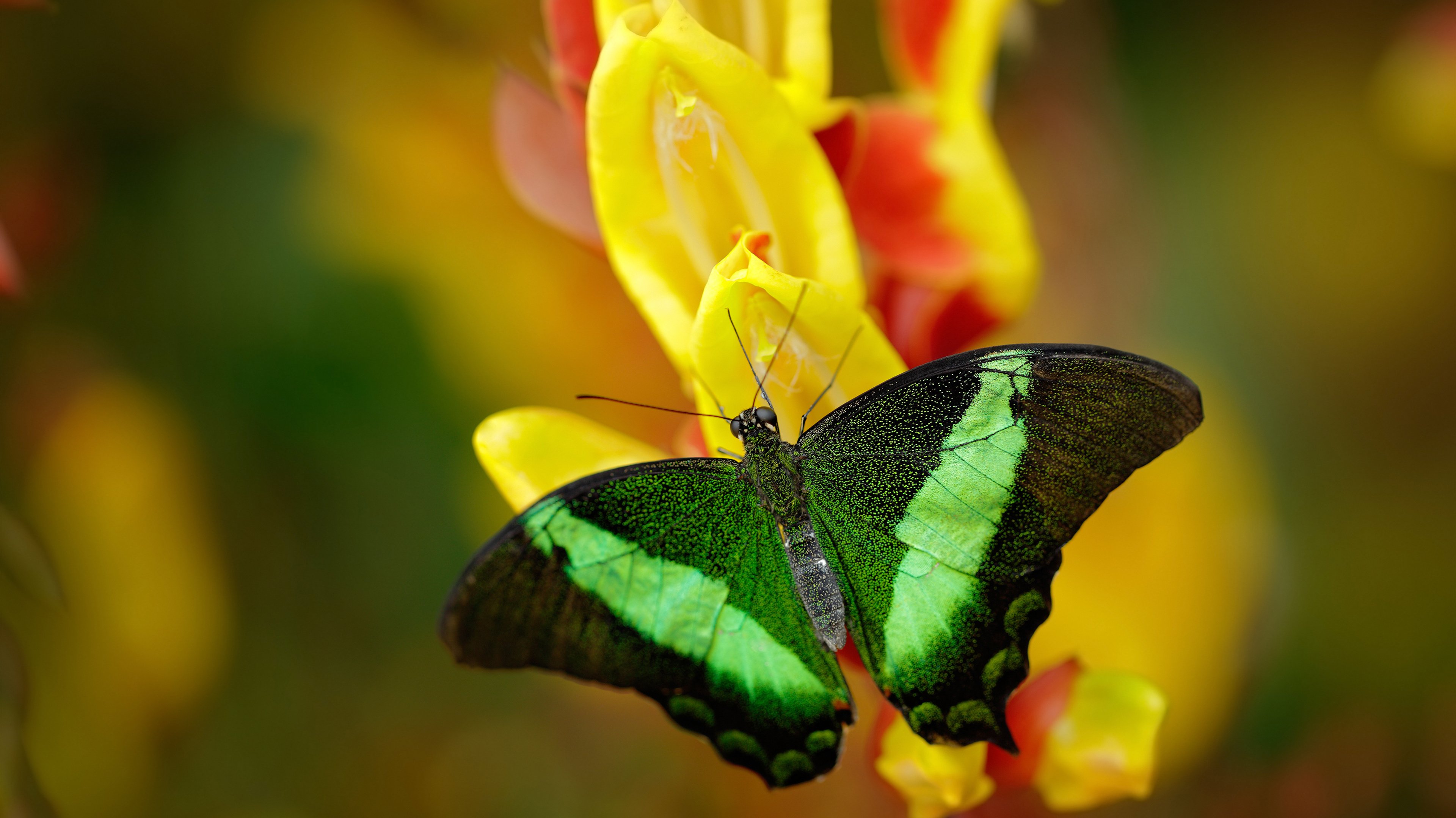 JIUYOU GAMING-“萨尔·巴赫携手南非羚羊队，亮相国际赛场”