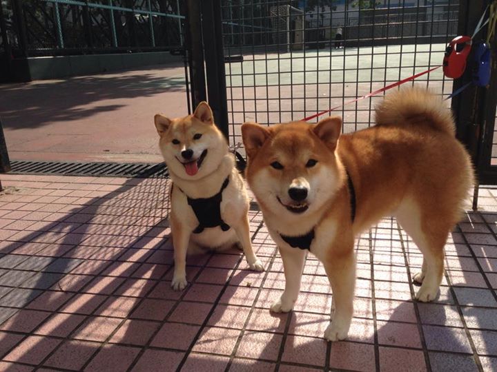 中国足球国家队提升攻防转化的效率表现,足球攻防转换训练视频