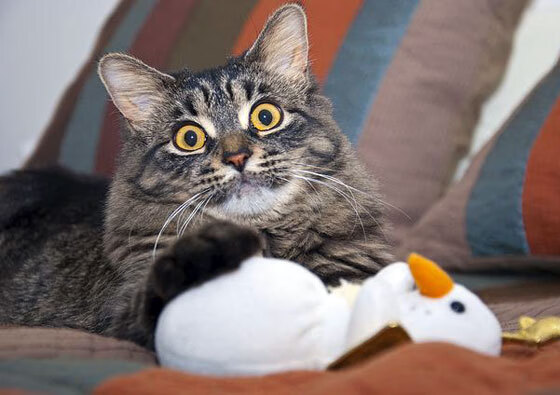 中国足球联赛扩展多语言多平台赛事直播覆盖,足球赛事 中国