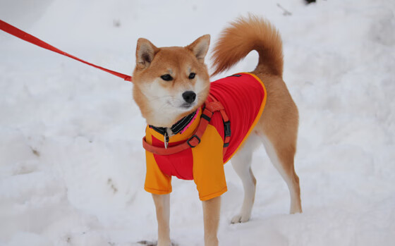 国家运动医学研究院发布运动员训练负荷监控手册，运动负荷监控的主要内容