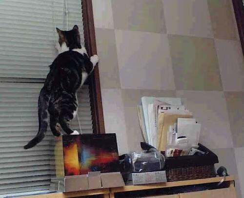 战术演练课涵盖多套体系提升队员战术理解与临场判断能力,战术表演方案