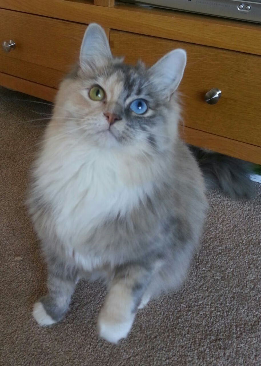 维尔·冯·威克:强攻快速反击,成为南非队战术中的关键力量,维尔纳冯西门子简介