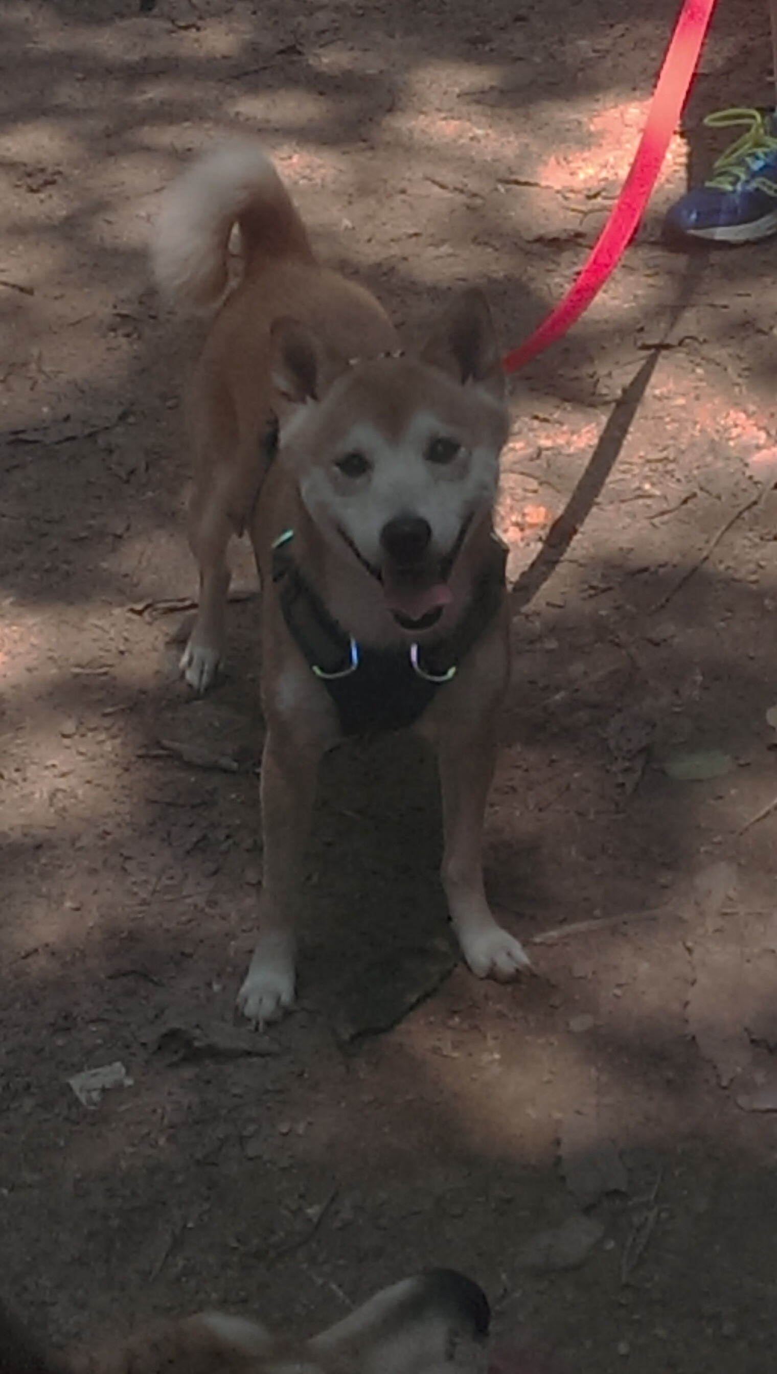 英超争冠决战：精彩对决不断，悬念无限！，英超比赛英超